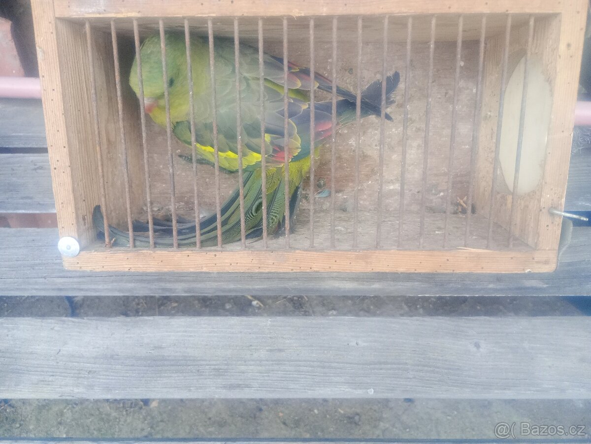 Papoušek horsky - 4