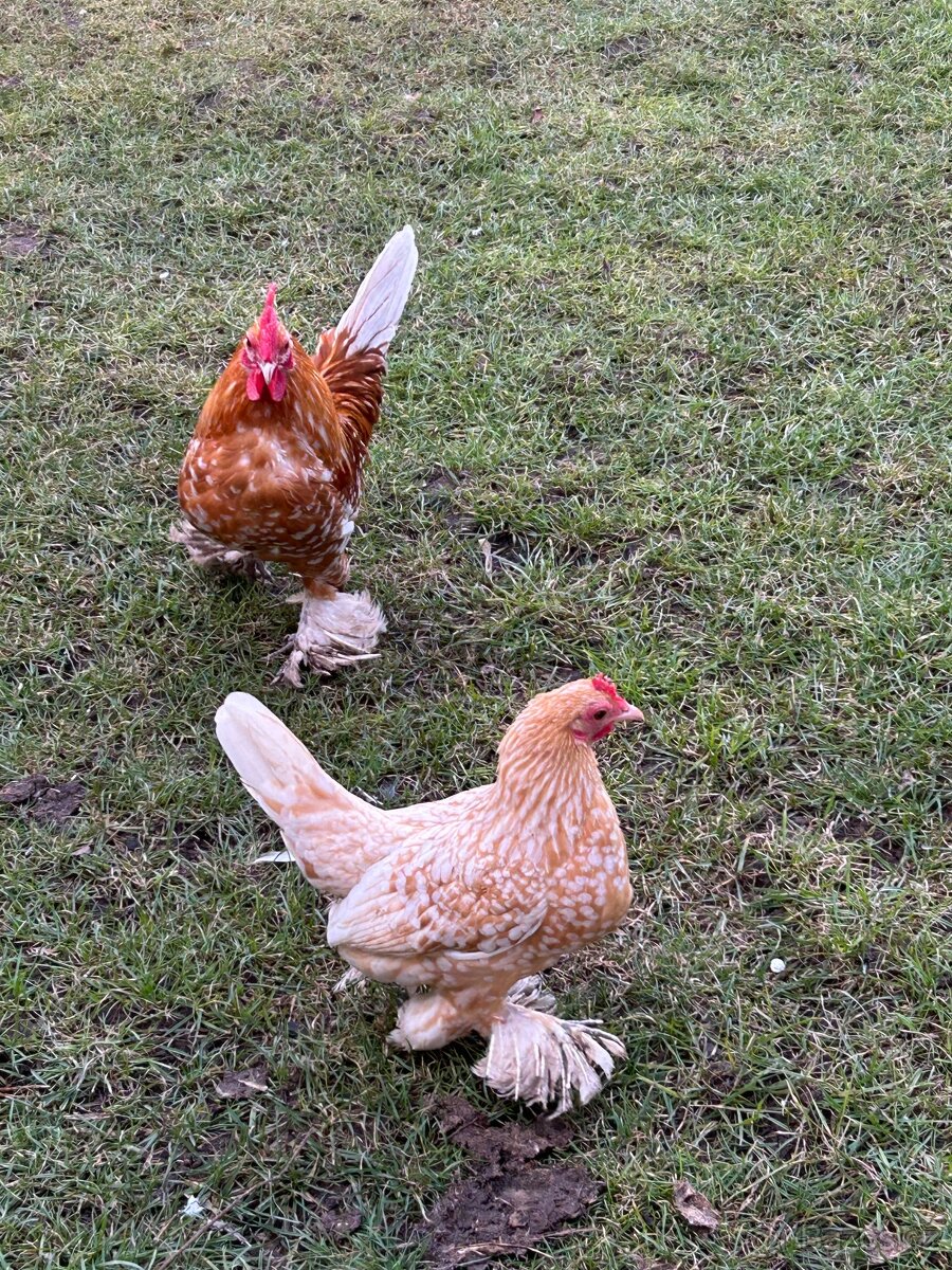 Zakrslá rousná - 4