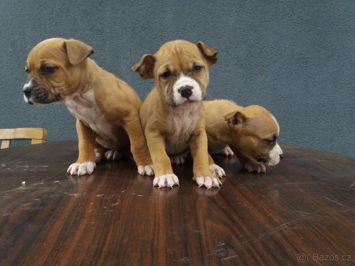 Americký stafordšírsky terier - 4