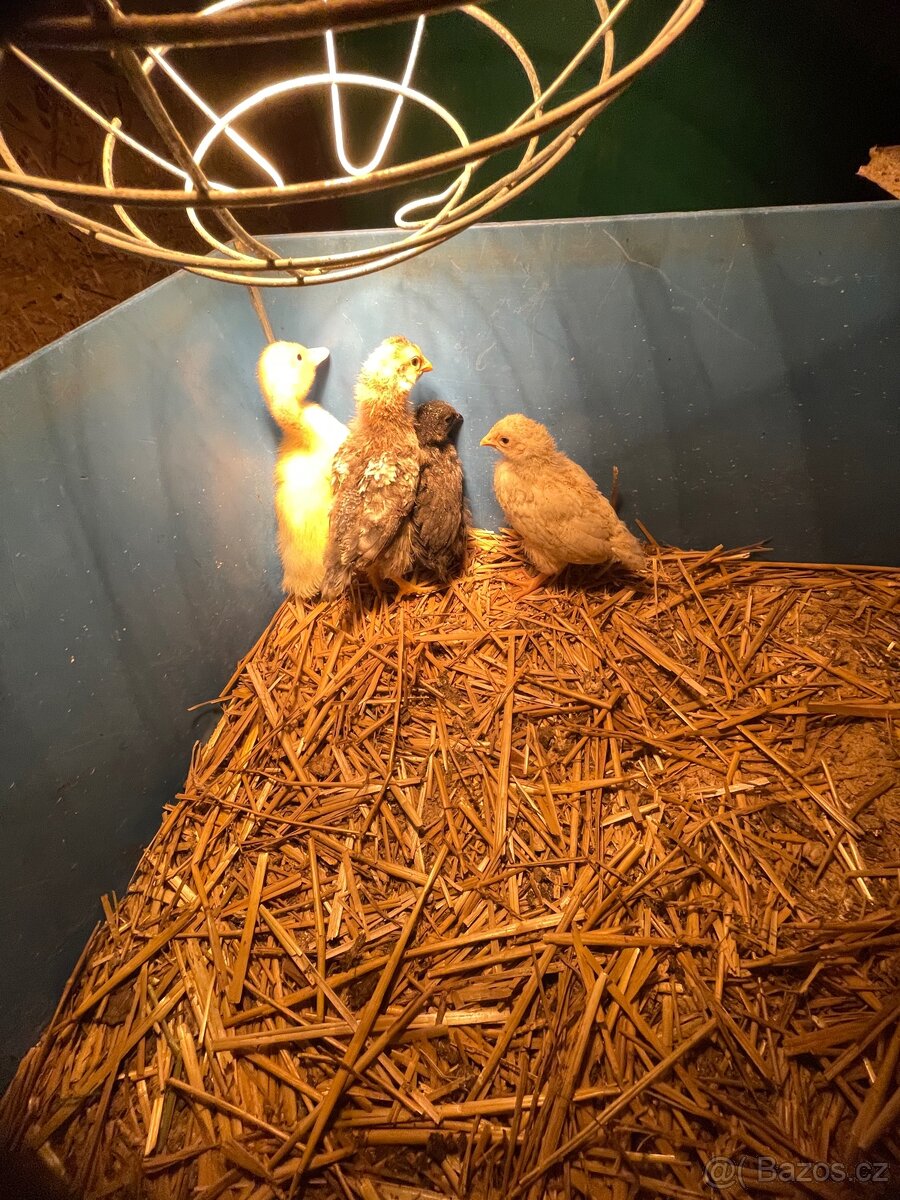 Kuřata,kachně - 4