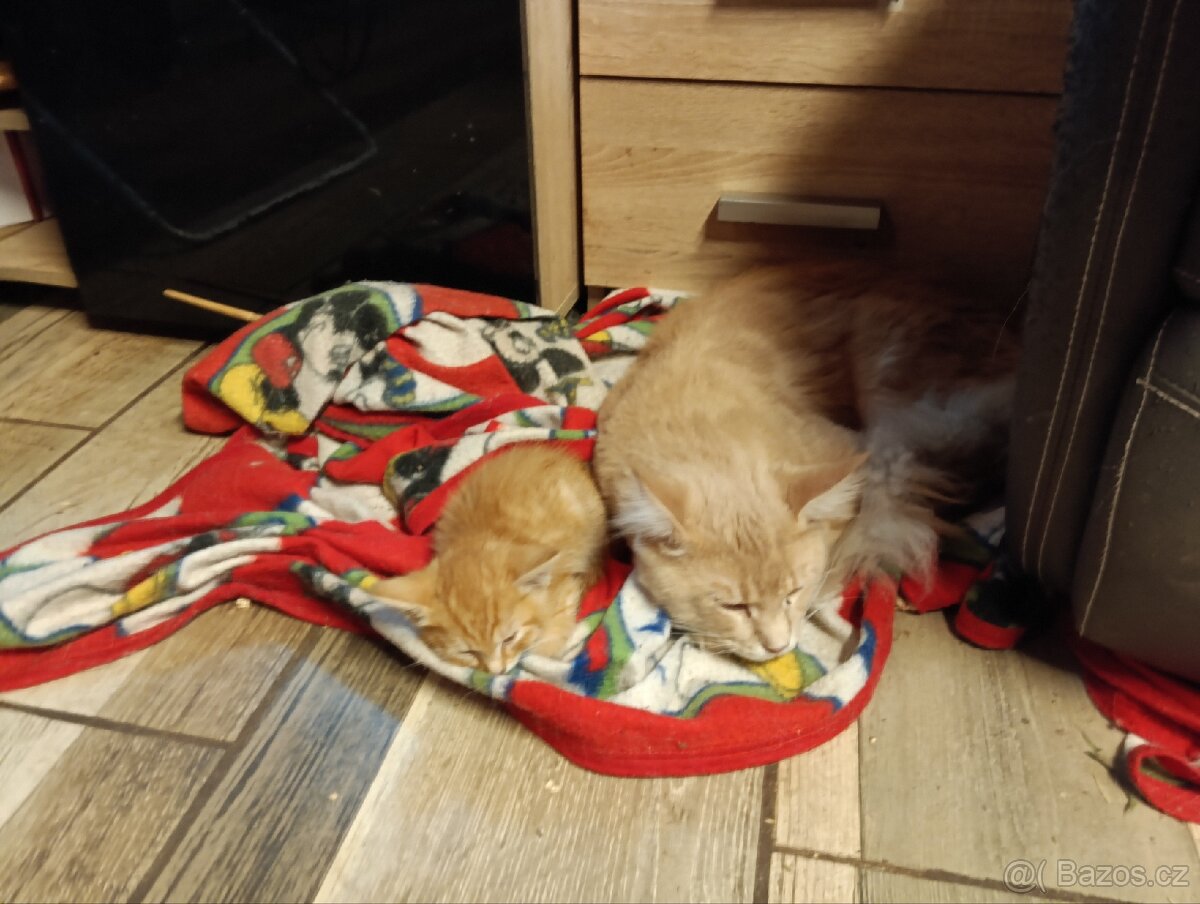 Mainská mývalí - 4