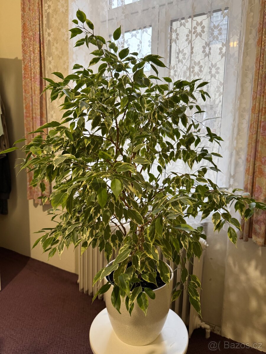 Květina Ficus benjamina (drobnolistý/malolistý) - 4