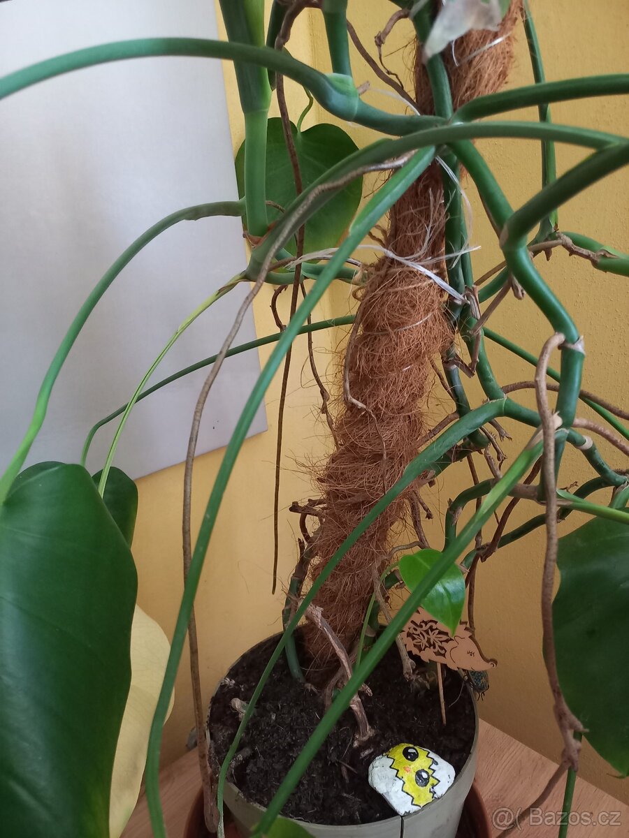 Monstera pokojová - 4