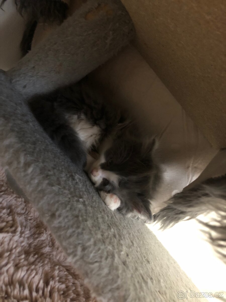 Britský dlouhosrstý kocourek+ výbava ( britská) - 4