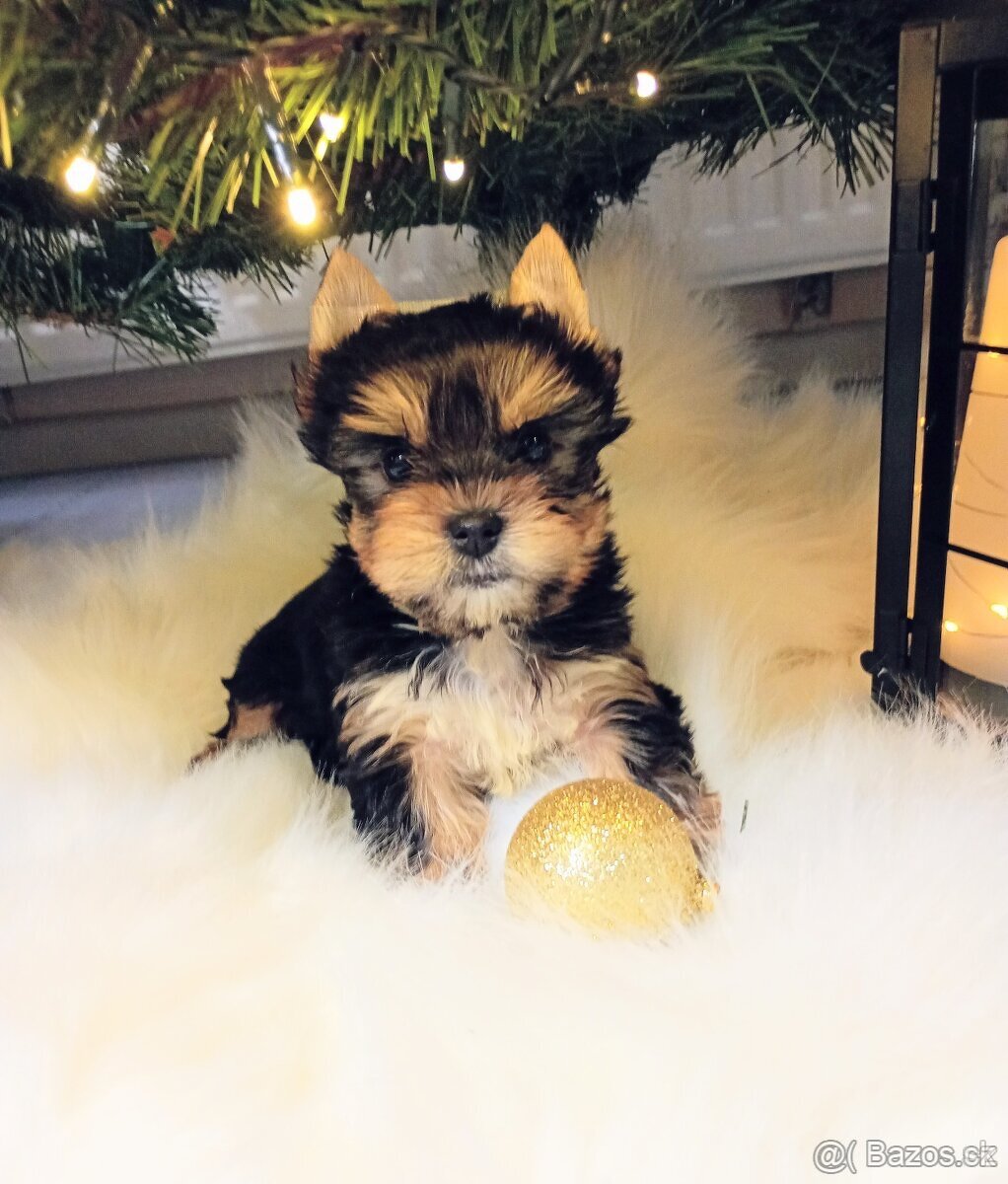 Yorkšírský-jorkšírský-yorkshire teriér MINI ❤️❤️ - 4