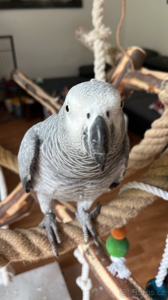 Papoušek Žako - 4