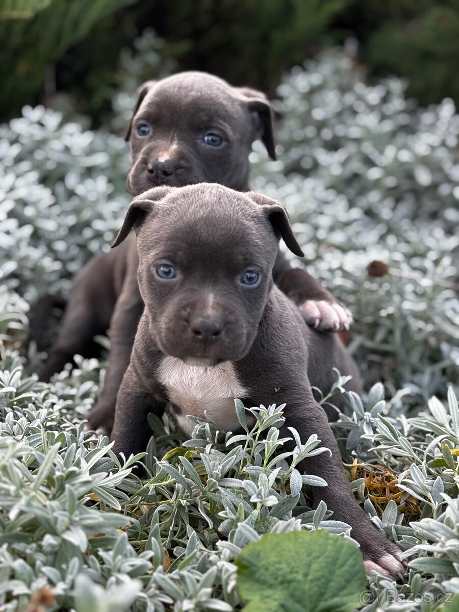 Stafordsirsky bulterier - 4