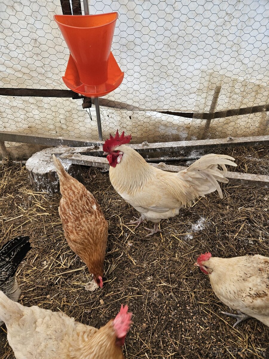 Prodám kohouty na chov - 4