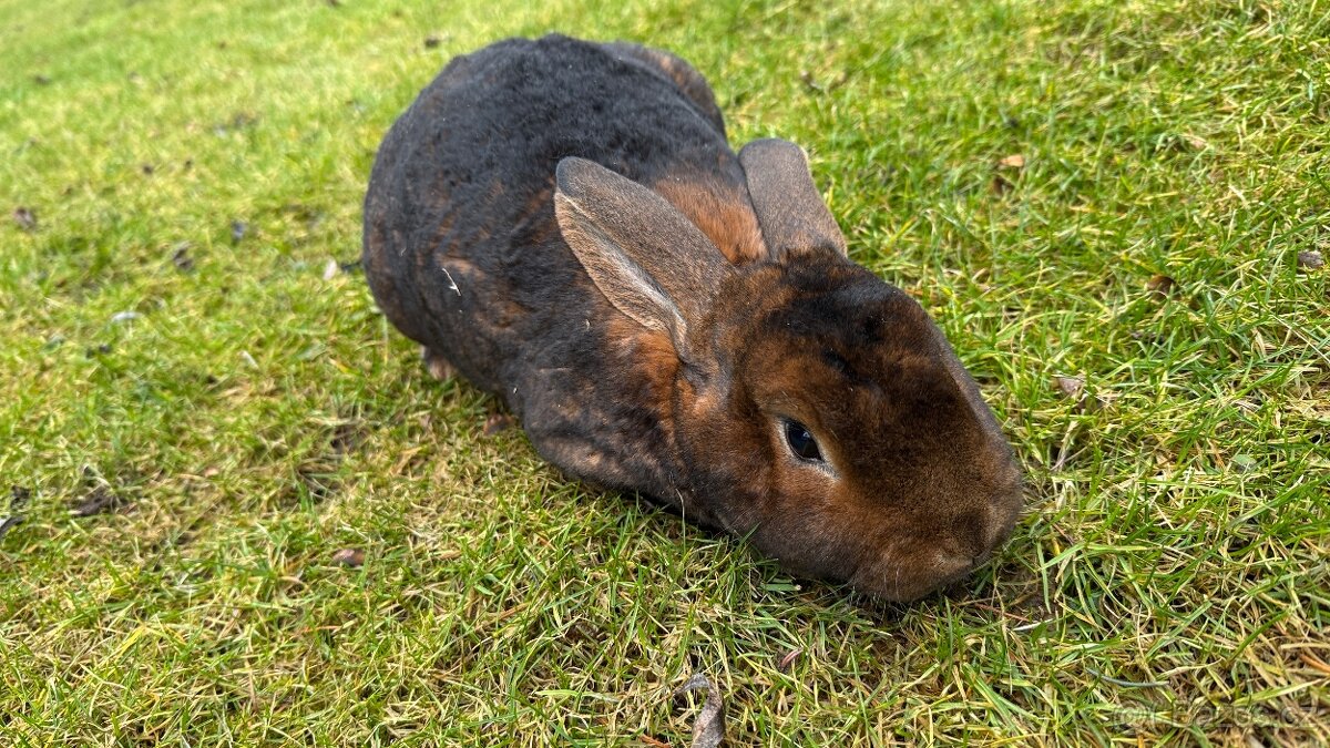 Kastorex s rodokmenem – krásný samec k chovu i jako mazlíček - 4