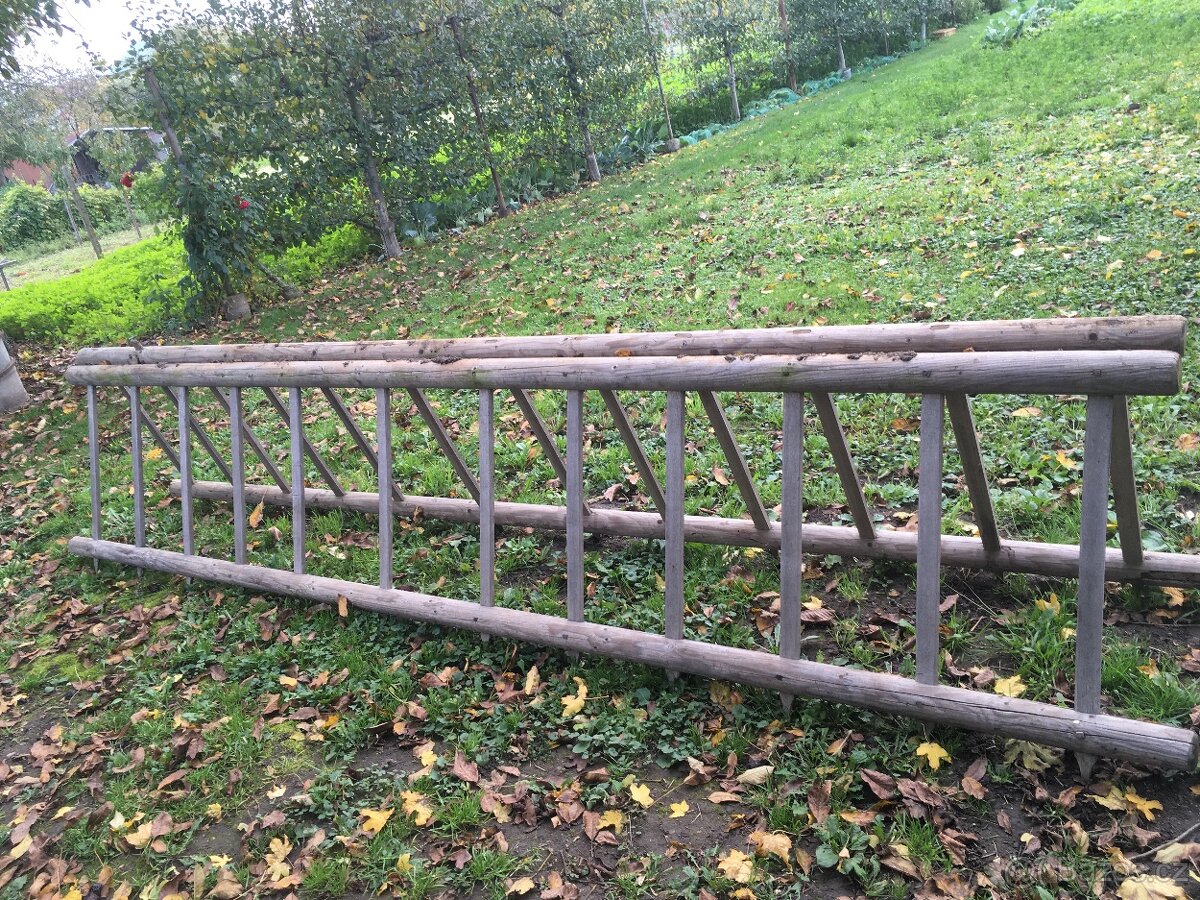 Žebřiňák bočnice - 4