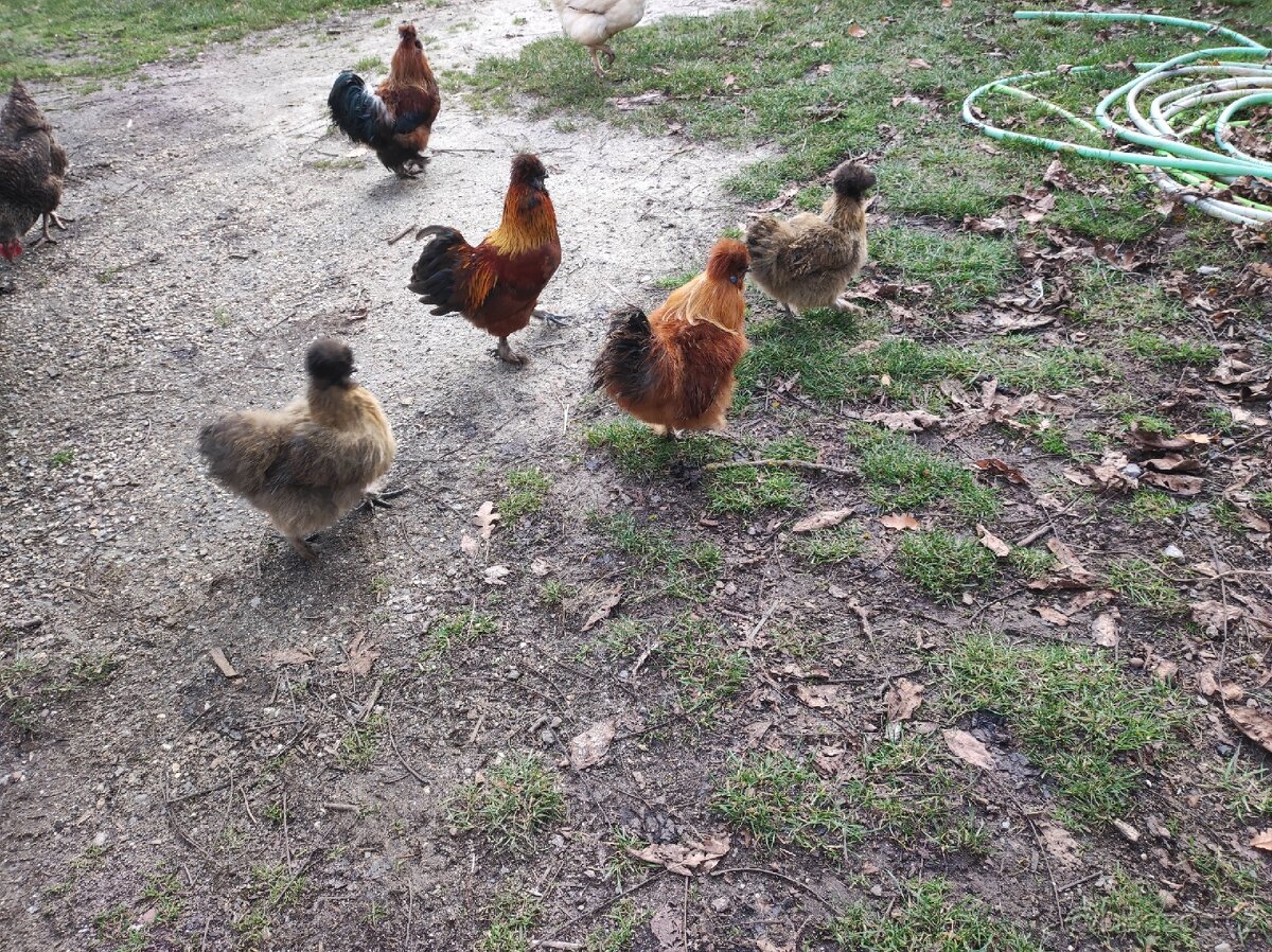 Kohouti hedvábnicky - 4