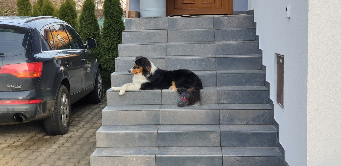 Krytí border kolie - Pardubice - 4