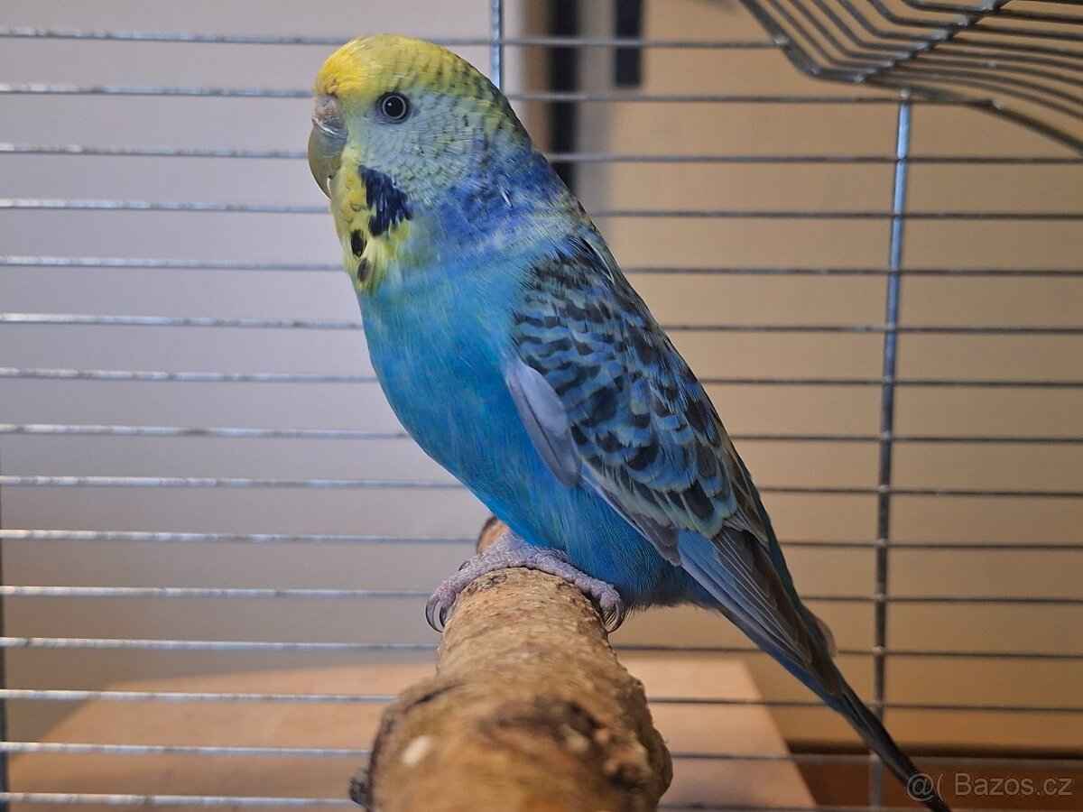 Andulka - samice duhová - 4