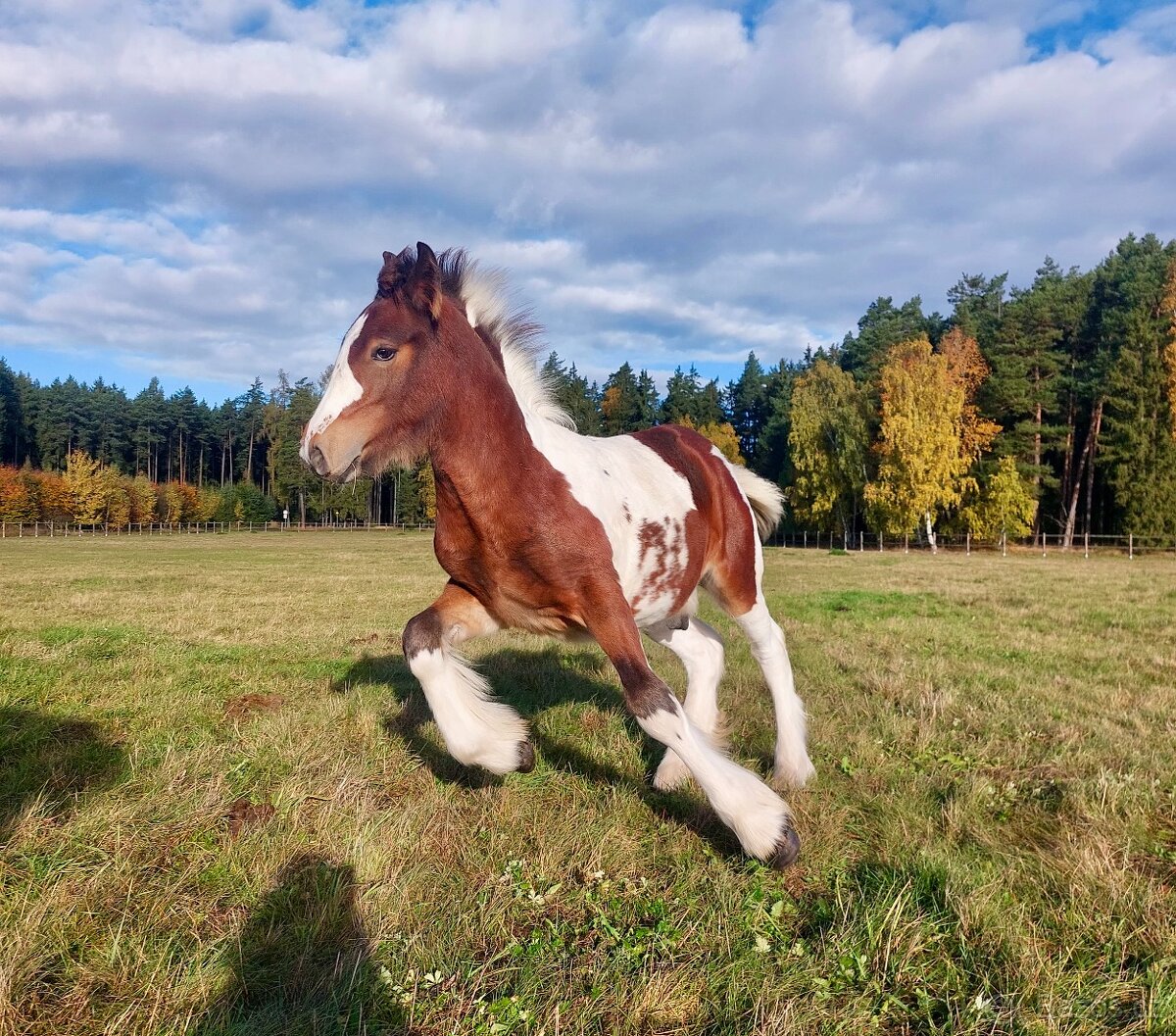 Hřebeček Irish cob / Irský cob - STRACHOVICE Lord Dylan - 4