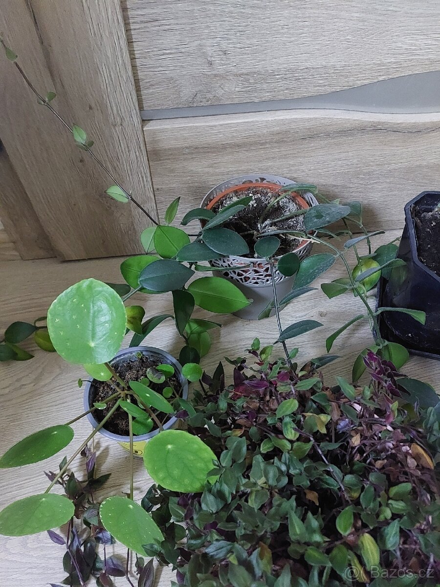 Mix pokojových kvetin - 4