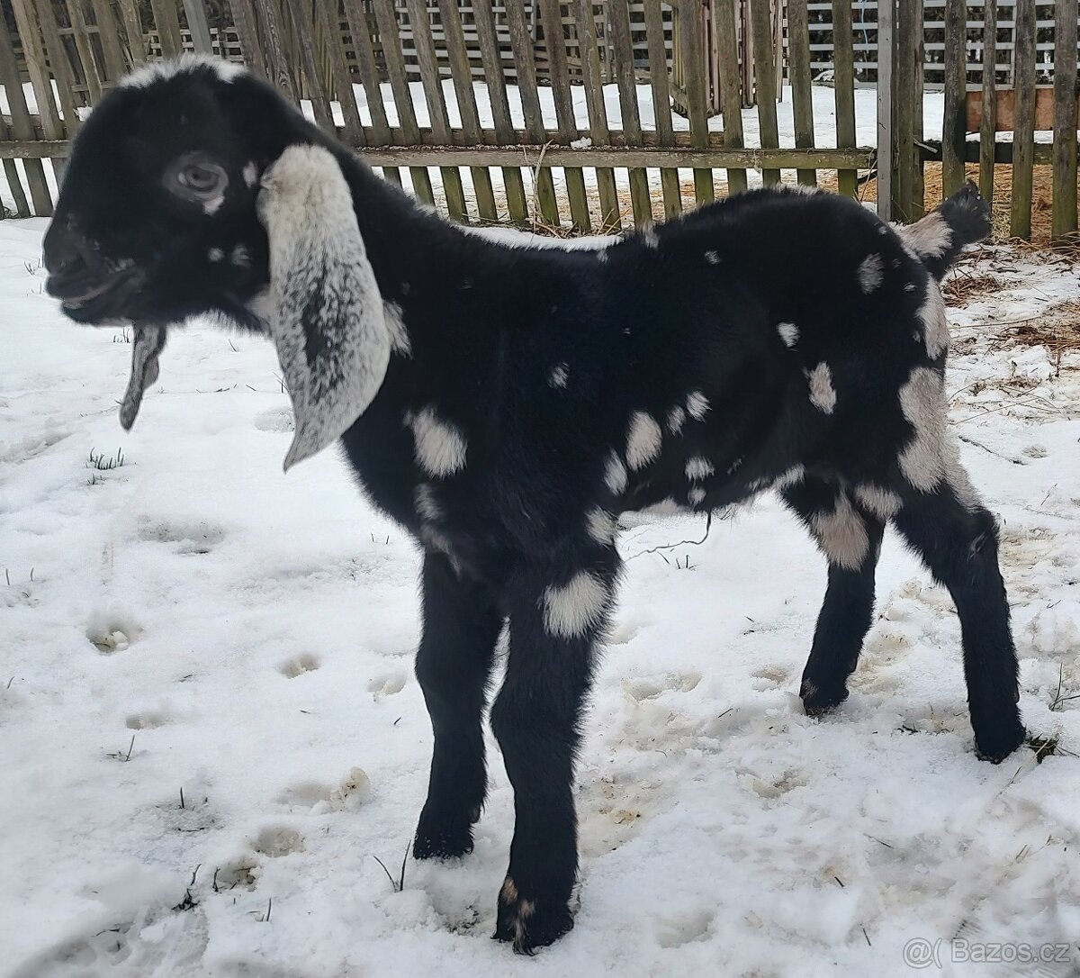 100% AN kozlík II. - 4