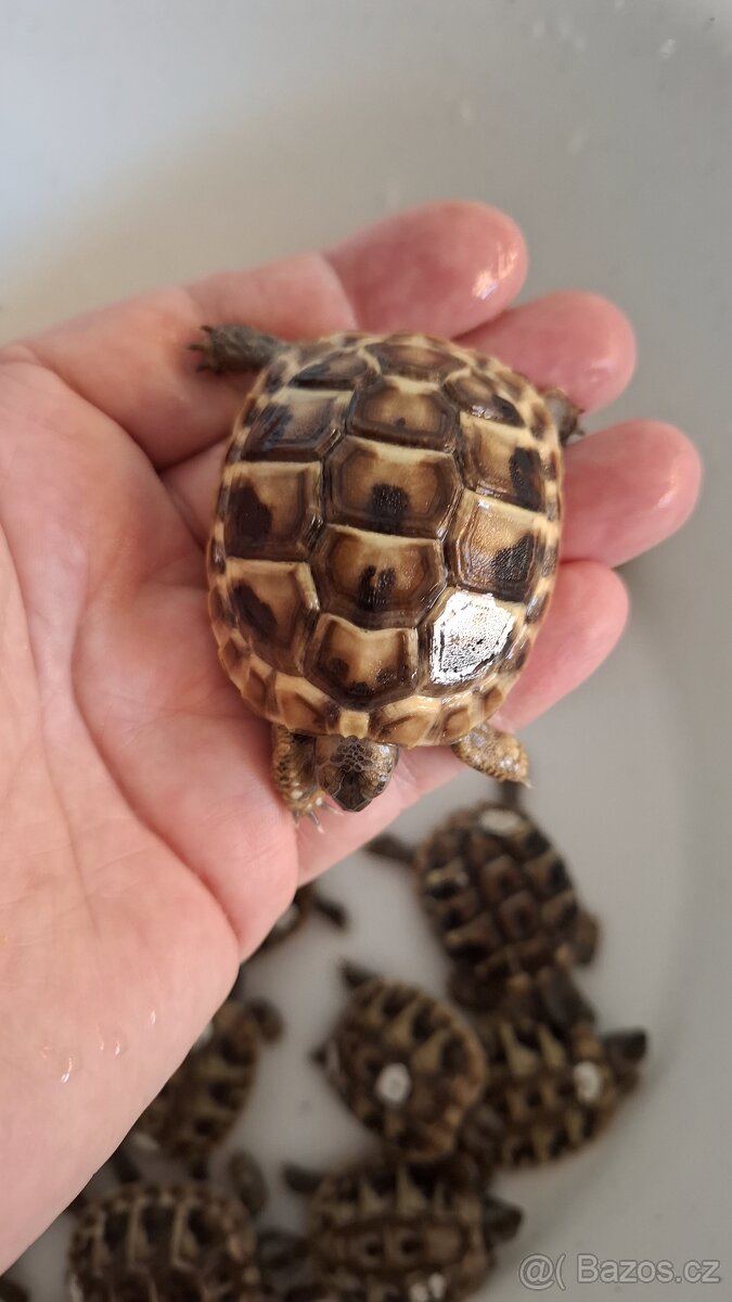 Želva zelenavá - 4