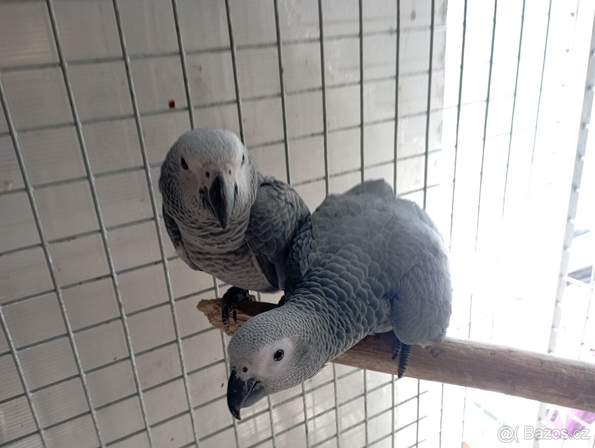 Žako Kongo ručně dokrmení již k odběru Brno - 4