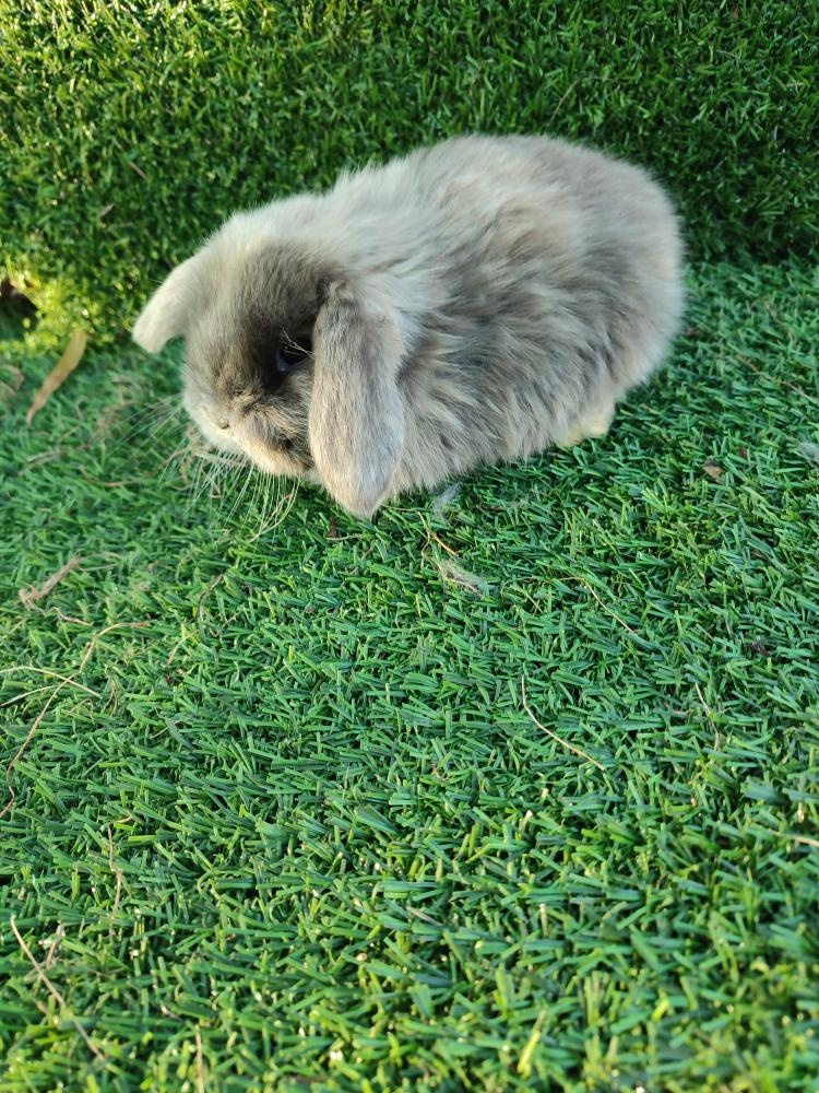 Zakrslý králíček beránek - 4