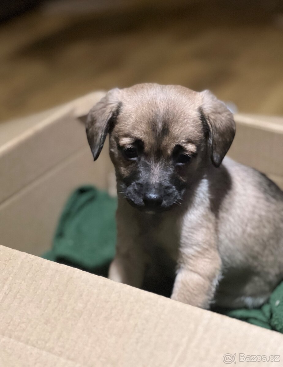 Štěňátka křížence - 4