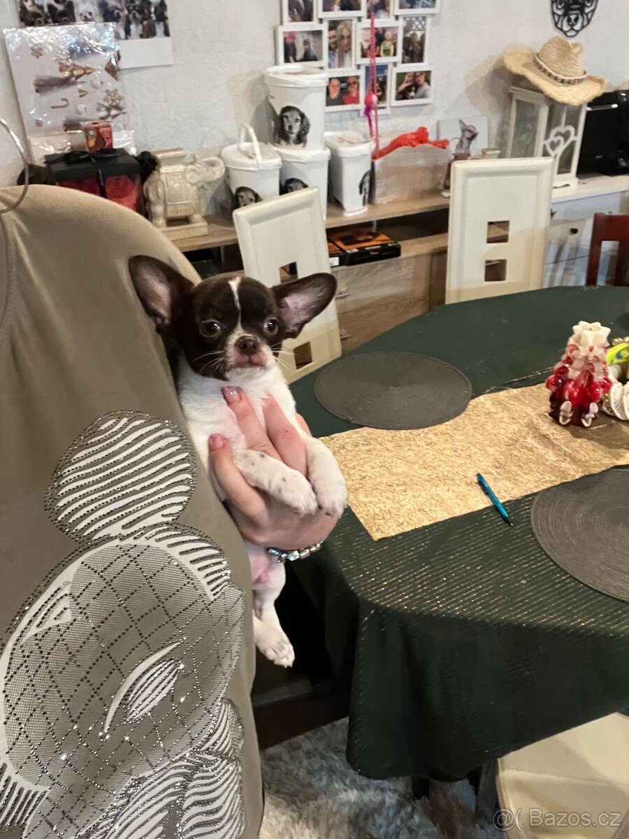 Čokoládovobílý pejsek čivava s PP FCI , ihned k odběru - 4