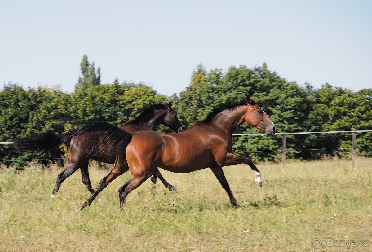 Trakénská klisna do sportu - 4