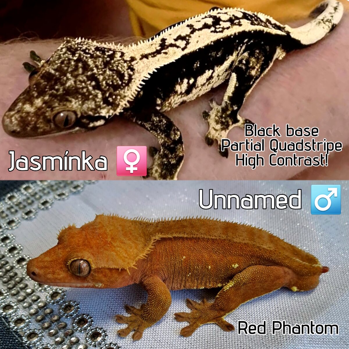 Pagekon řasnatý - 4