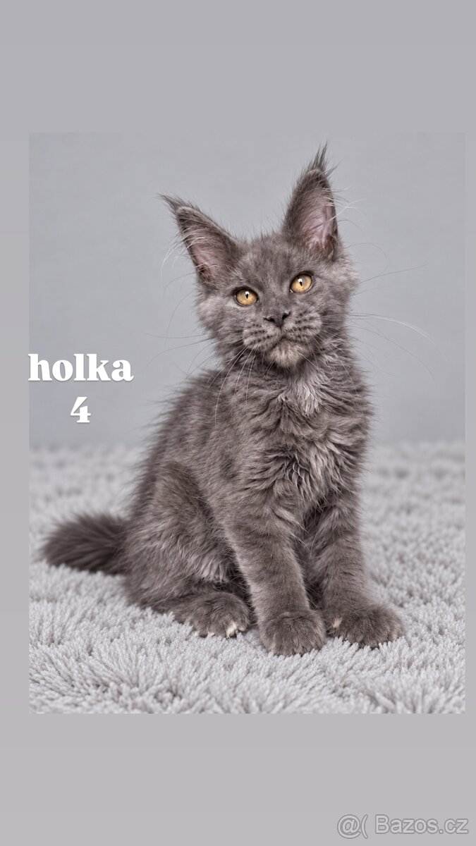 Mainská mývalí holčičky s PP - 4