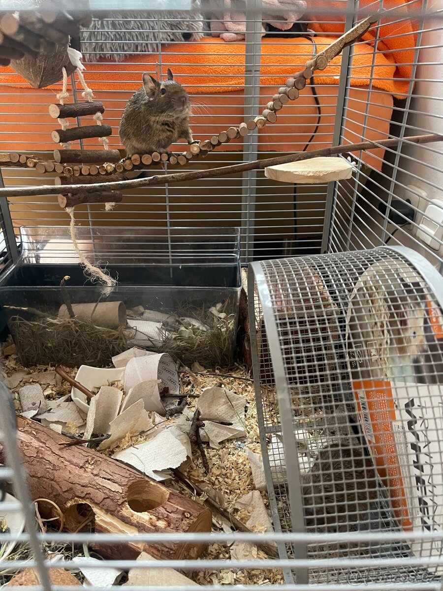 Velká vybavená klec pro osmáky degu - 4