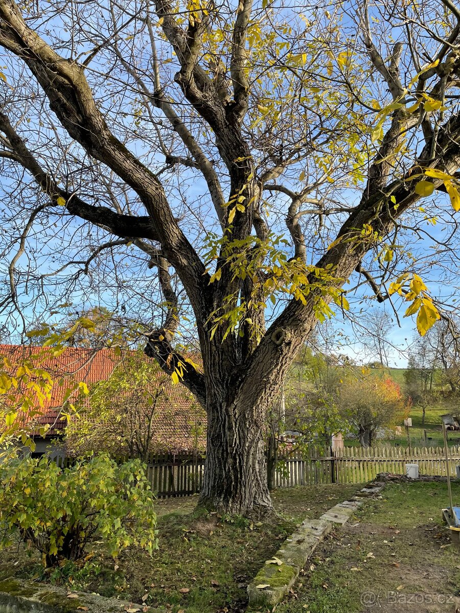 Ořechové dřevo - 4