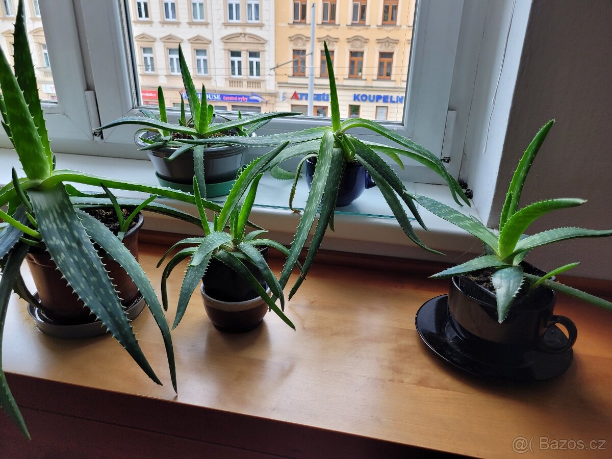 Pokojové květiny - 4