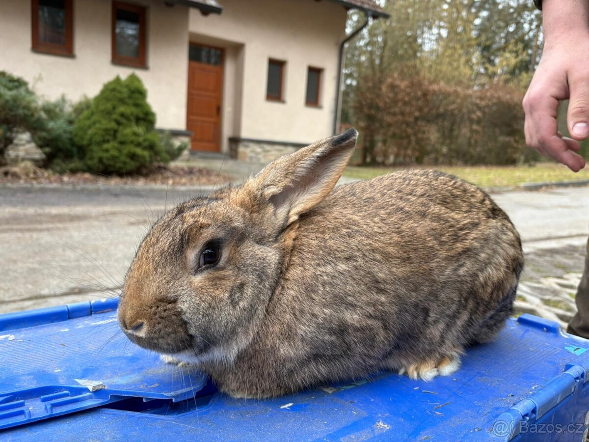 Králíci VŠ - 4