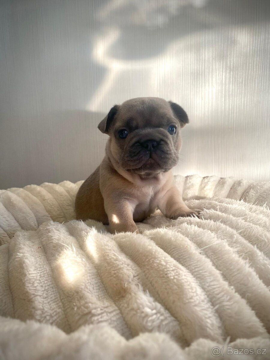 Francouzský buldoček - 4