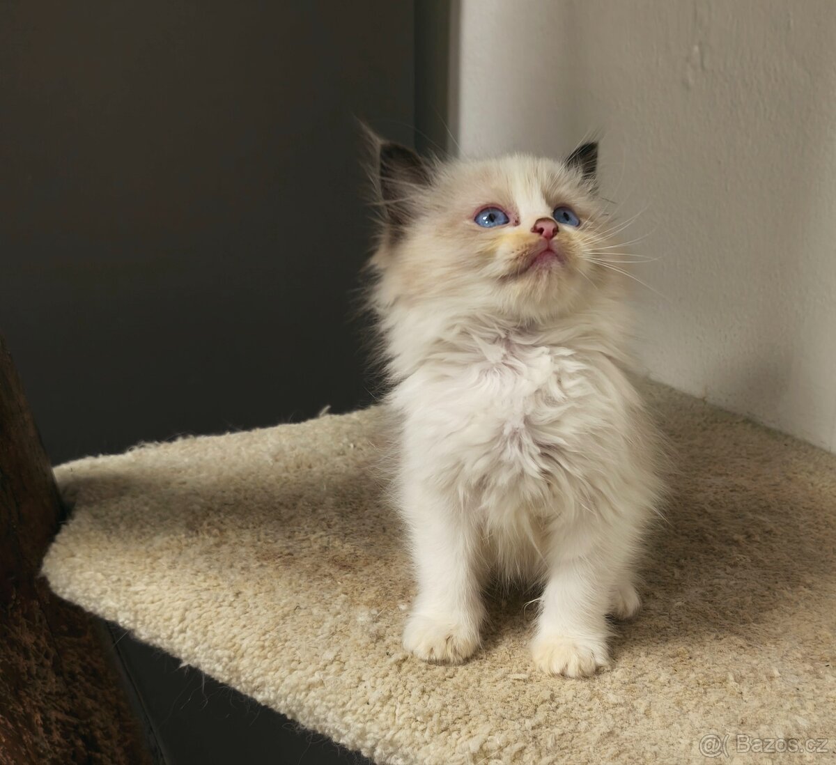 Ragdoll s průkazem původu - 4