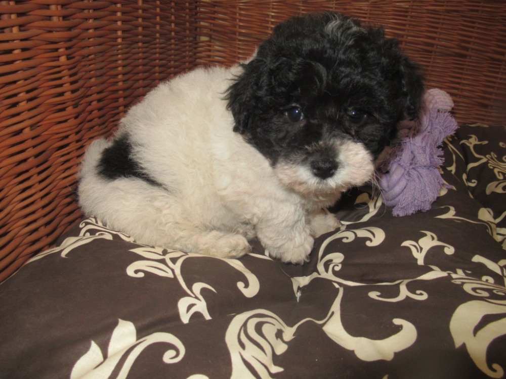 Boloňský psík ruská barevná boloňka - 4