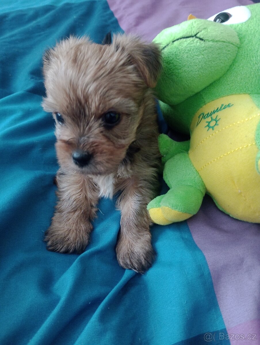 Jorkšírský teriér - 4