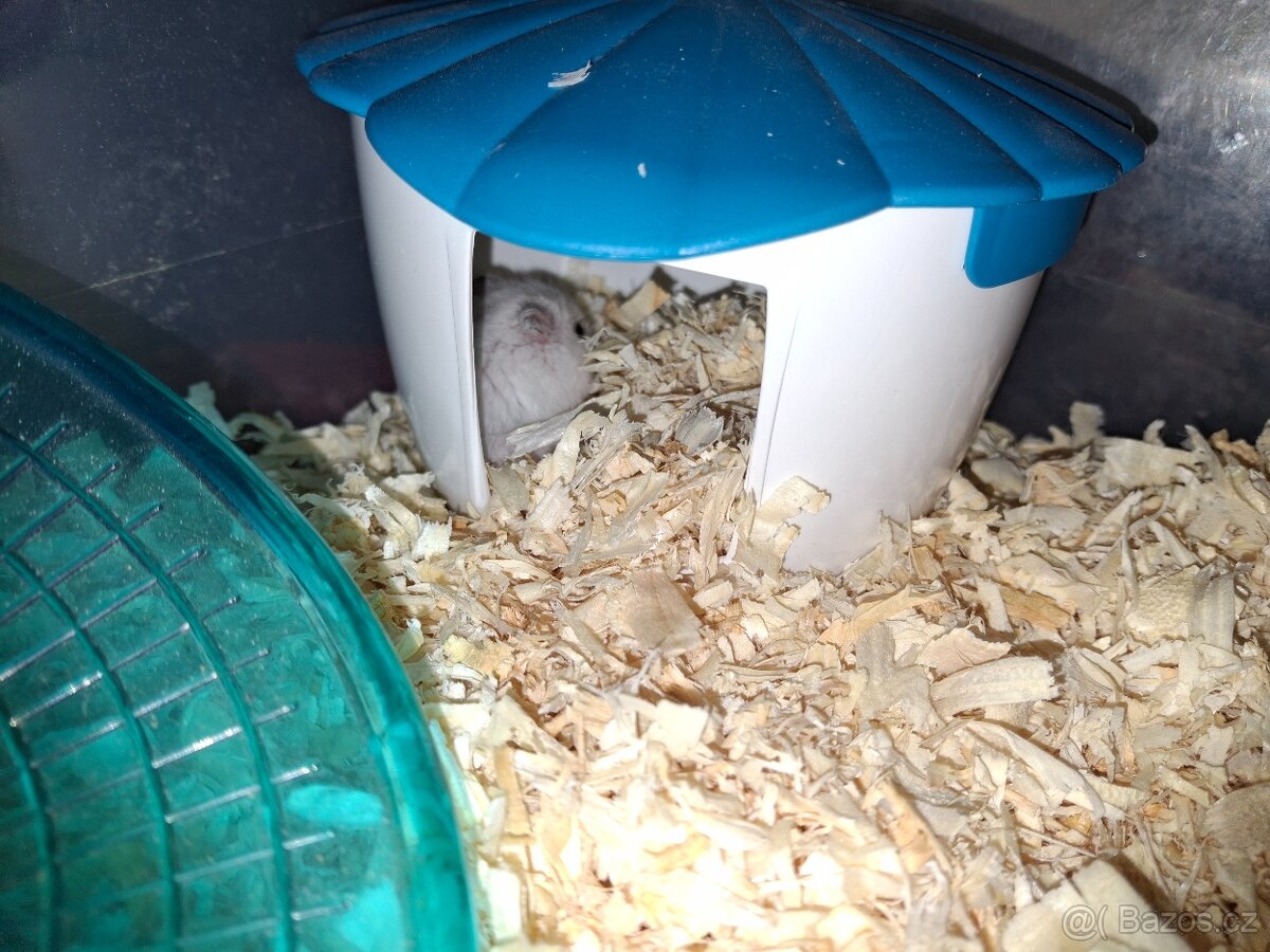 Křeček džungarsky - 4