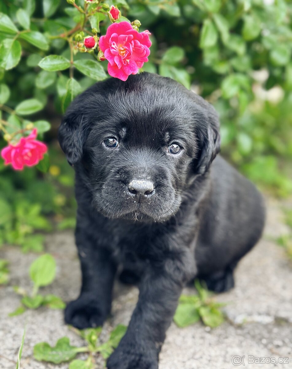 NEZAPOMENUTELNÝ ZÁŽITEK SE ŠTĚŇÁTKY - 4