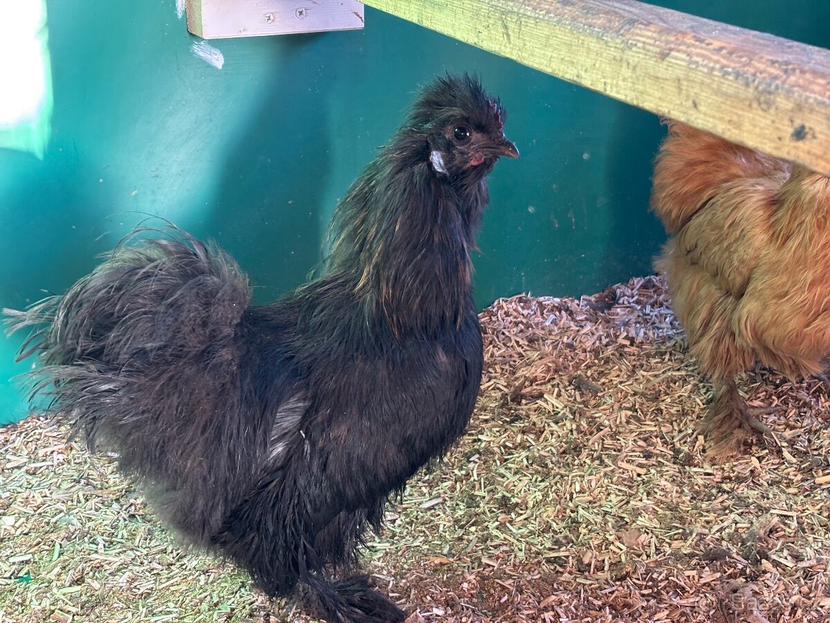 Daruji hedvabnicky velke - kohouti - 4