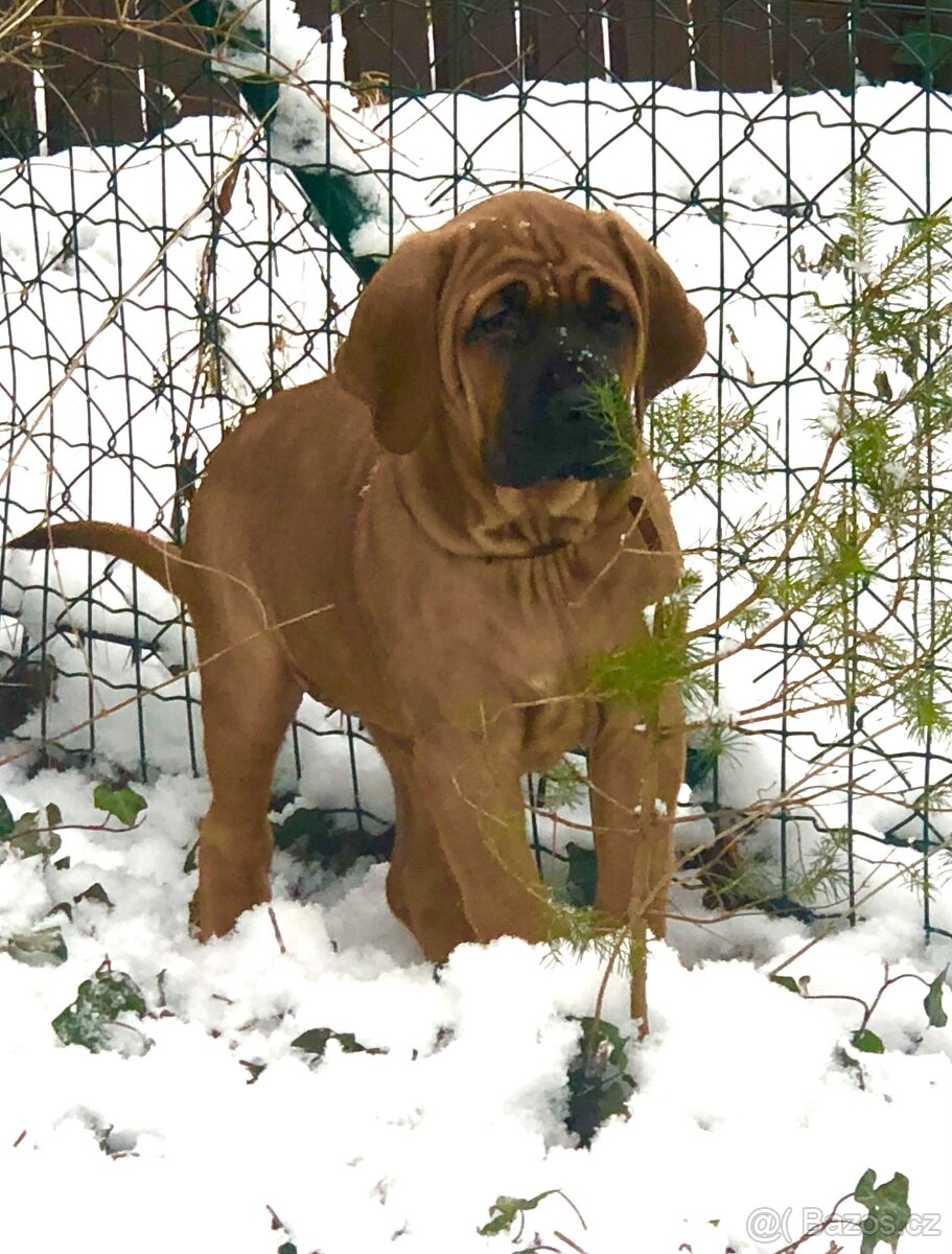 TOSA INU - štěňata s PP - 4