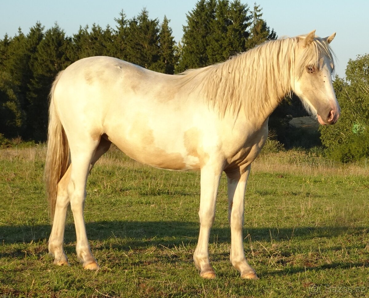 Prodám klisnu WPBr s PP, - 4