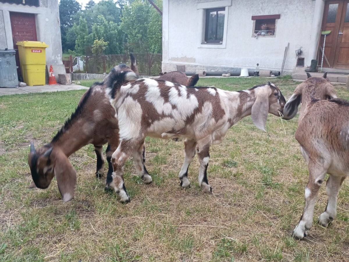Podílové AN kozičky - 4