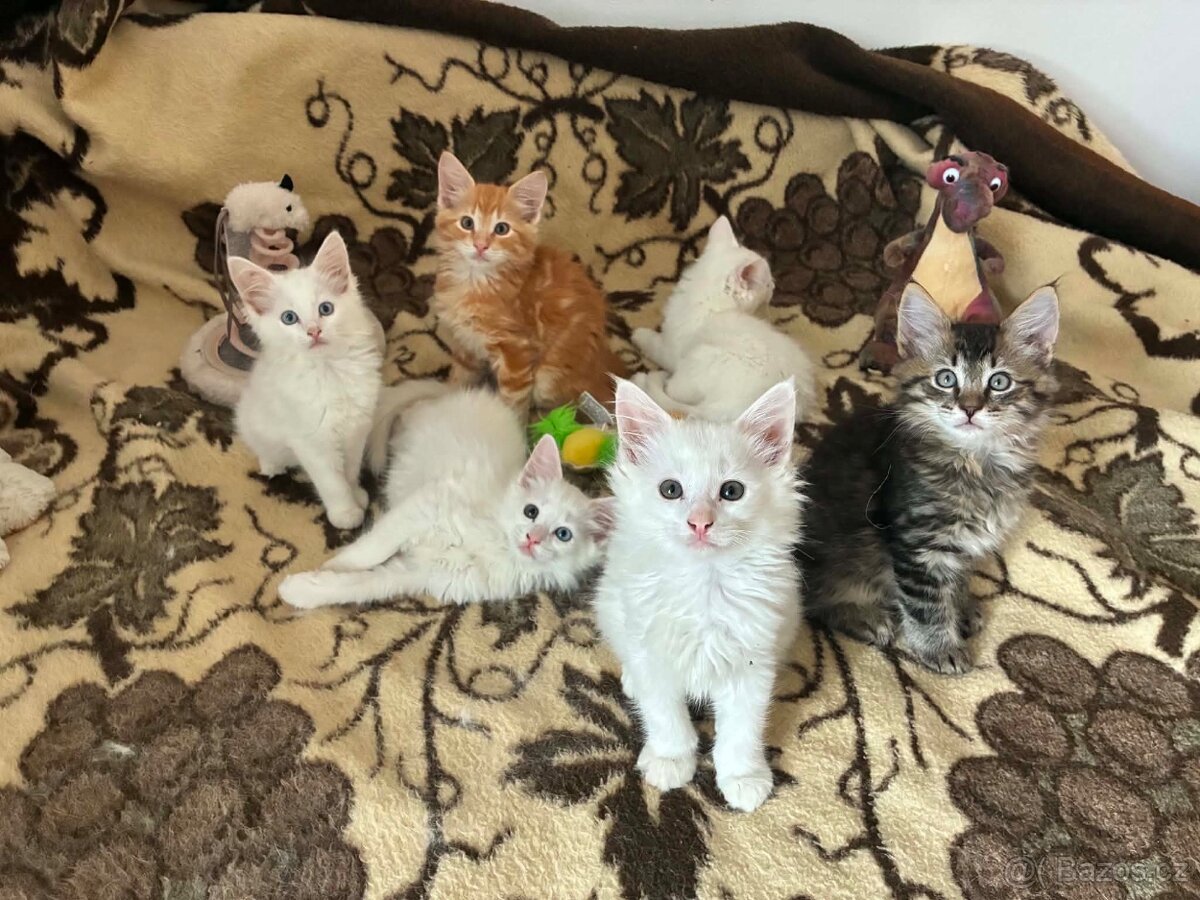 Koťátka Ragdoll/Mainská mývalí - 4