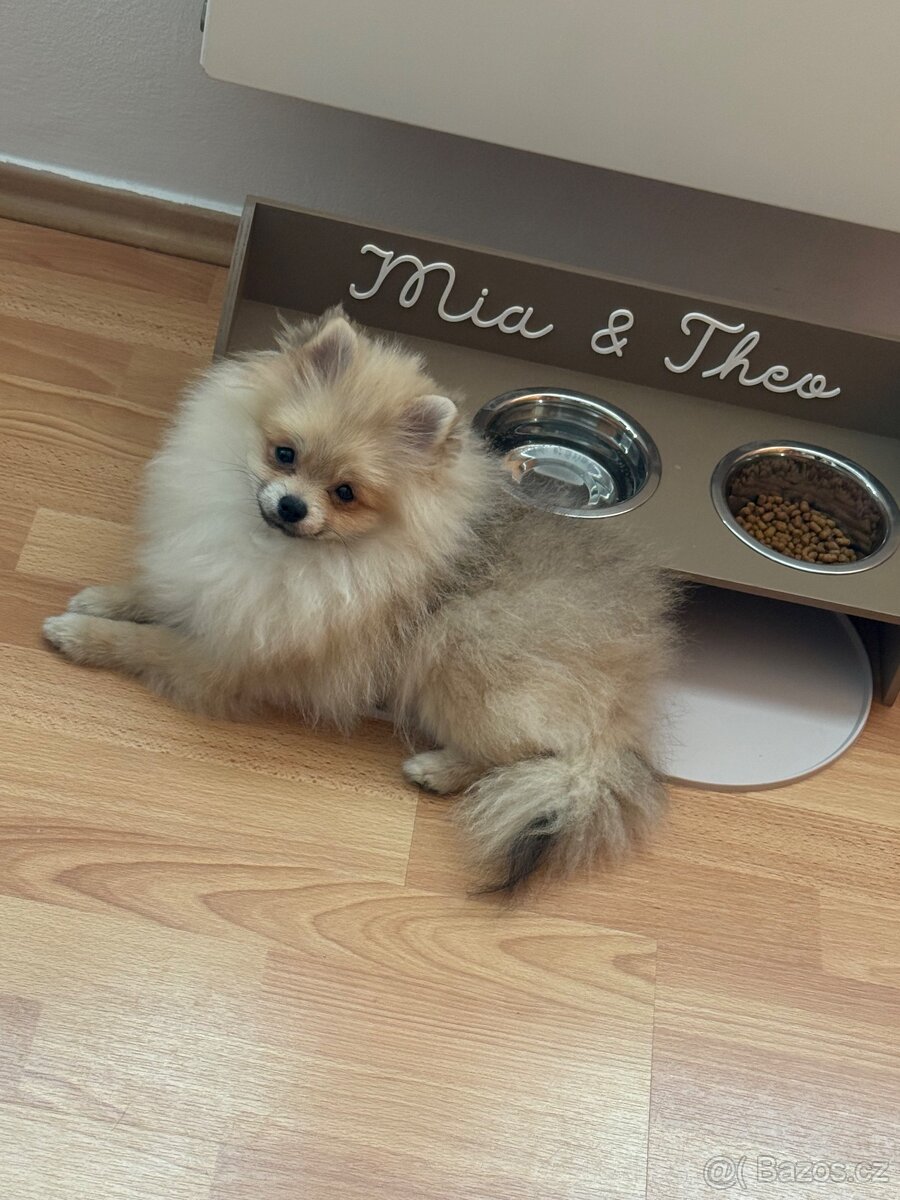 Pomeranian štěně s PP - 4
