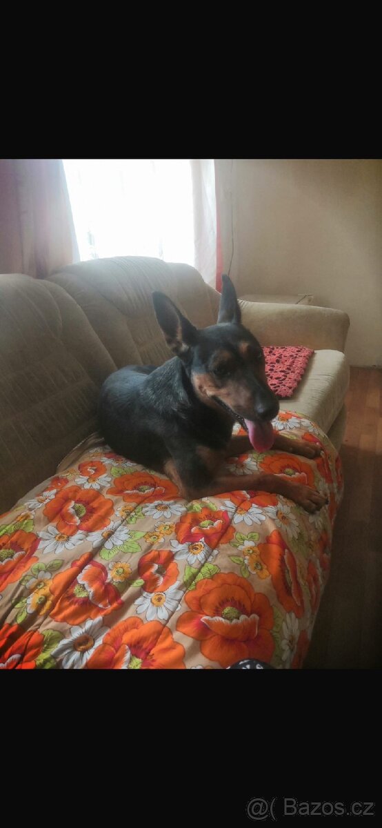 Fenečka kříženec jezevčíka - 4