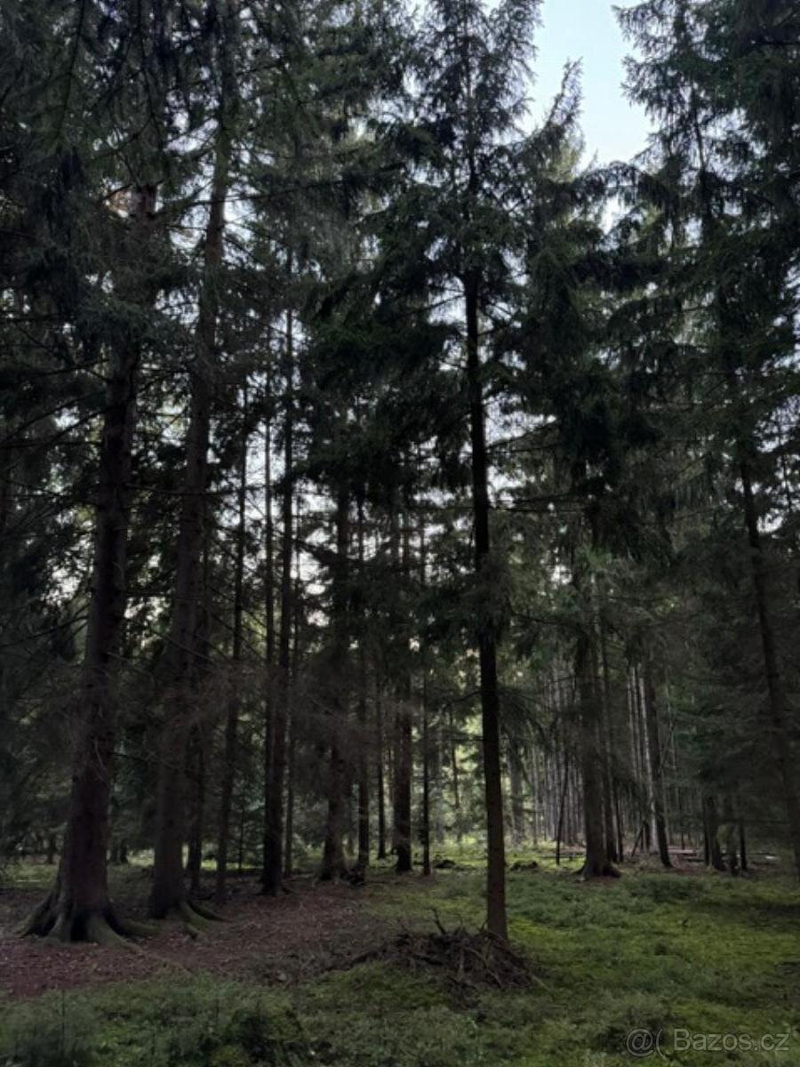 Prodám lesní pozemek v k.ú. Ločenice, p.č. 760/46 - 4