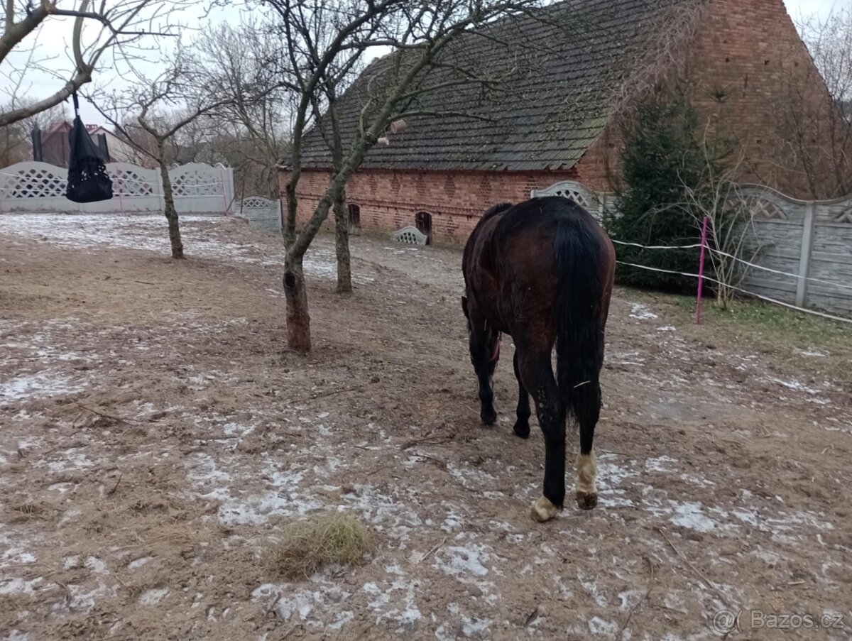 Šlonská klisna - 4