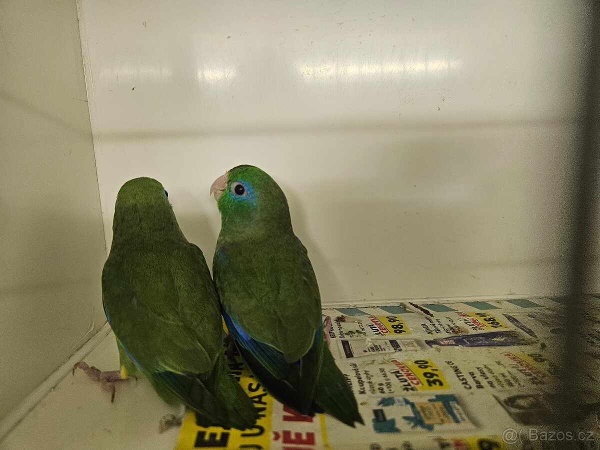 Papoušíček brýlatý - 4