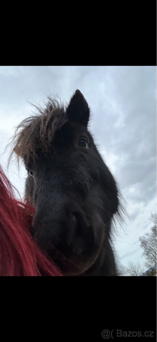 Pony společník - 4