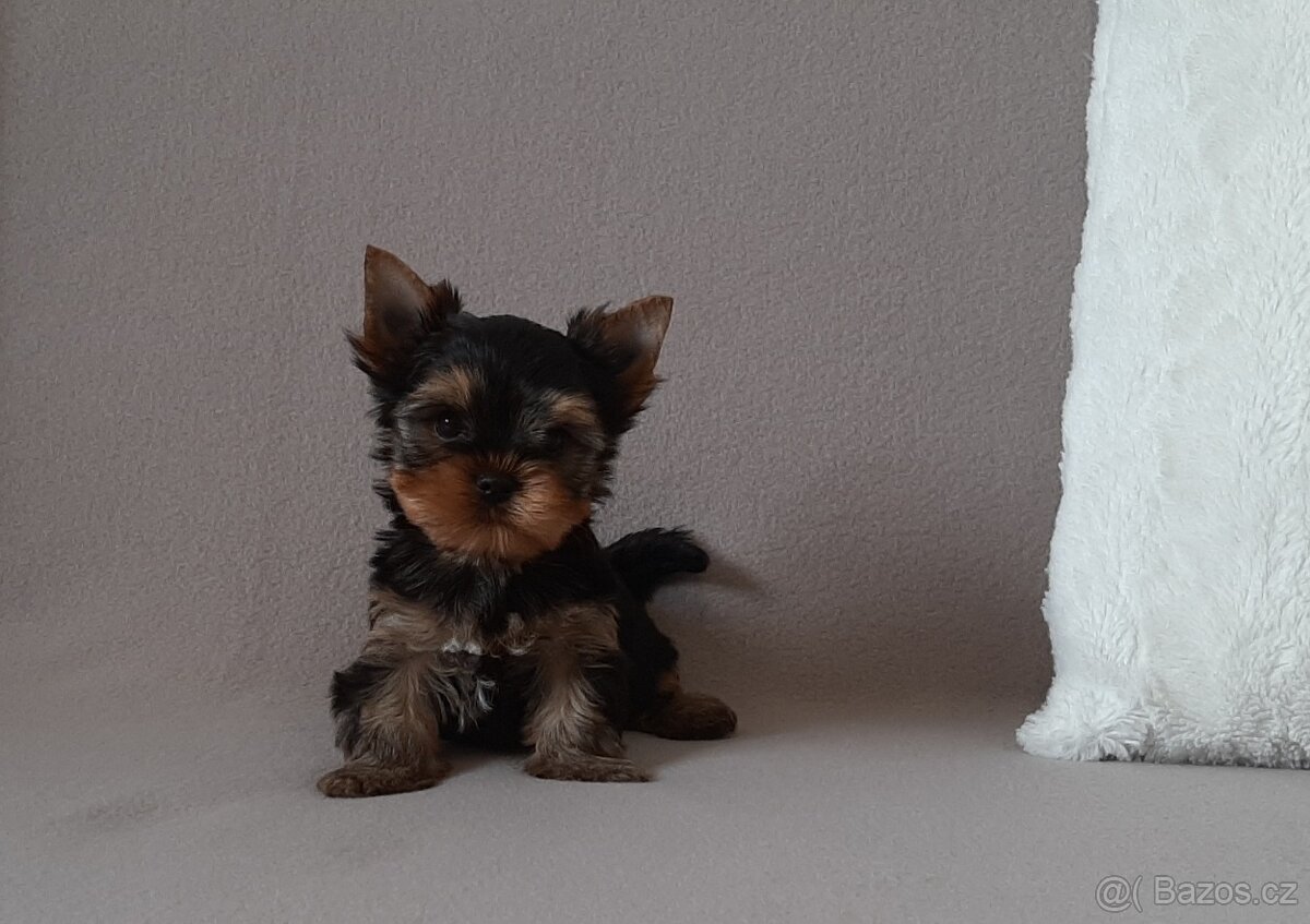 Jorkšírský terier s PP - 4